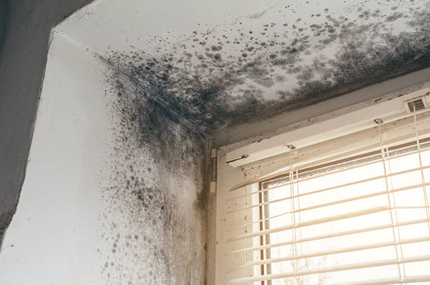 Mold Removal service in Queen